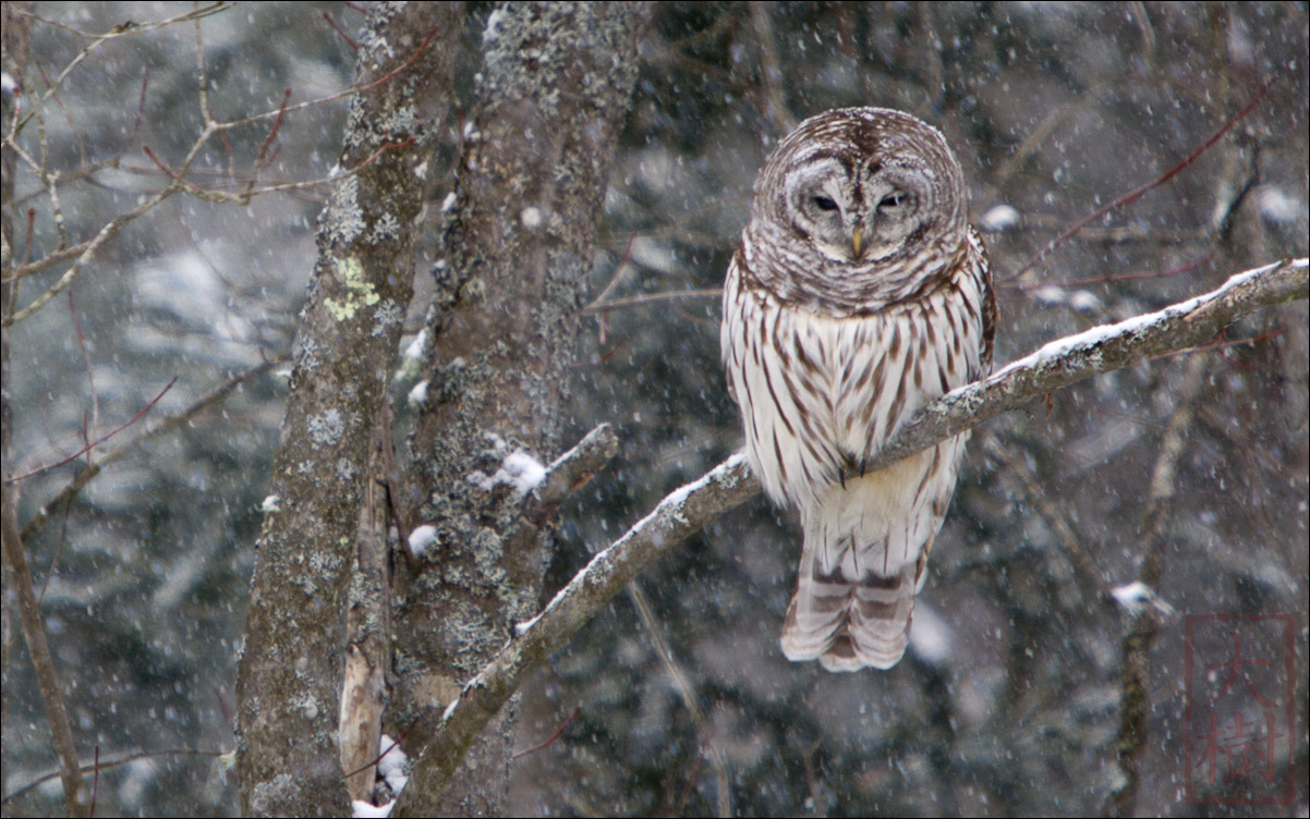 BarredOwl